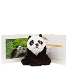 Bring Me Home - Panda | 帶我回家 - 熊貓